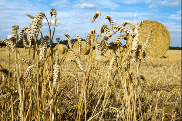 Three benefits of combining straw mulch with humic acids