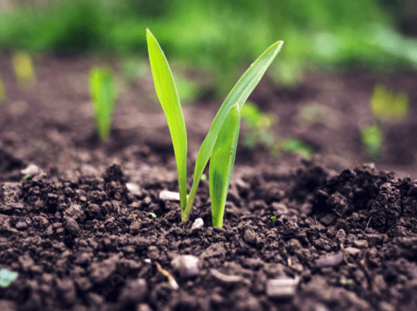 “Tending the soil ensures crop yields – even for 8 billion people”