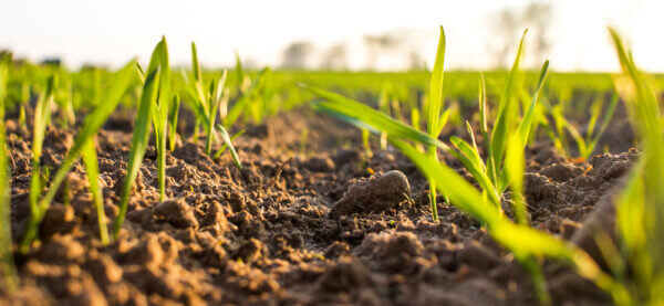 What are humic substances?