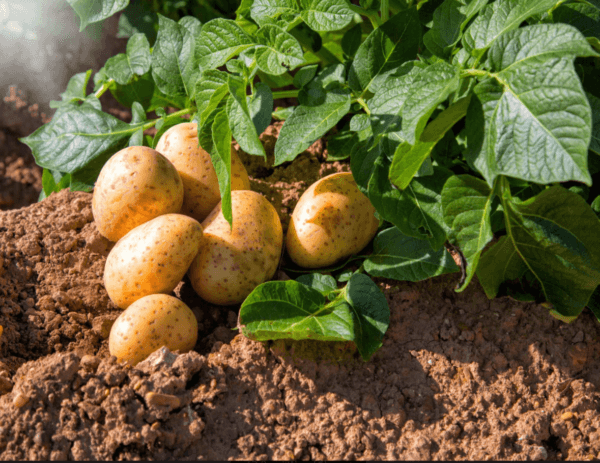 Humic substances for improving potato yield